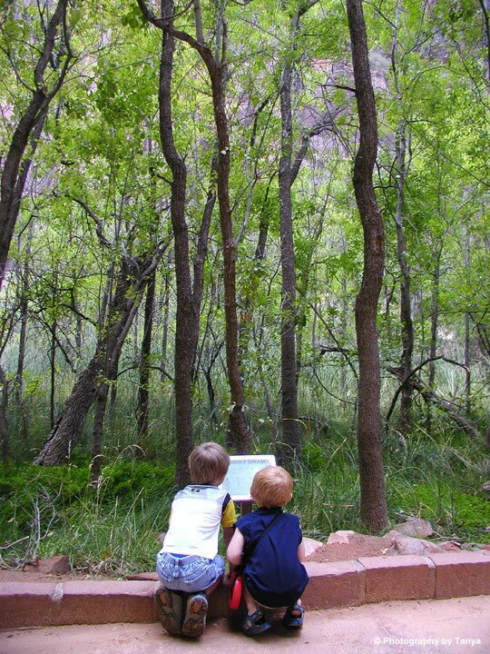 Zion Photo: Riverside Walk