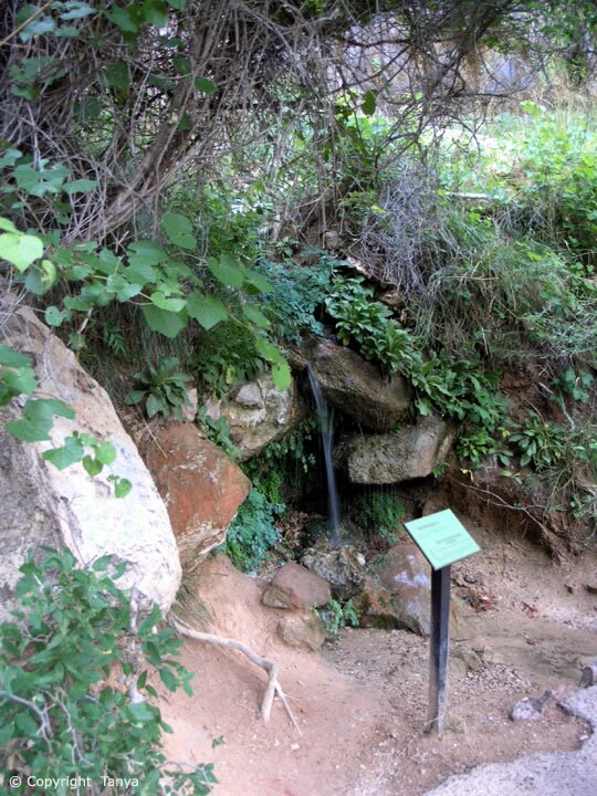 Zion's Weeping Rock Photo