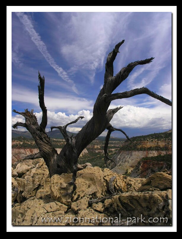 Zion National Park photo