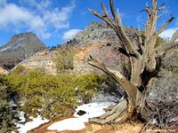 Zion National Park Picture - East Zion