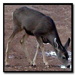 deer in Bryce Canyon