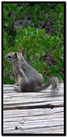 Squirrel in Bryce Canyon