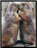 mammals in Bryce Canyon