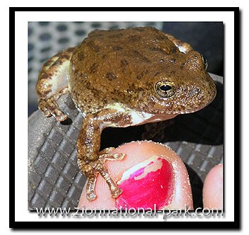 Canyon Tree Frog