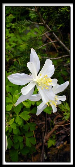 Columbine flower at Cedar Breaks National Monument - Utah