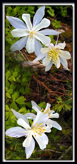 Cedar Breaks National Monument - columbine