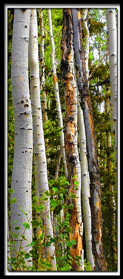 Cedar Breaks Aspen Trees