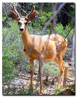 A deer seen on the Ashdown Gorge - Rattlesnake Trail