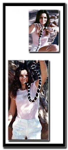Common King Snake - Tanya Milligan