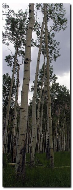 Aspen on Cedar Mountain of Dixie National Forest