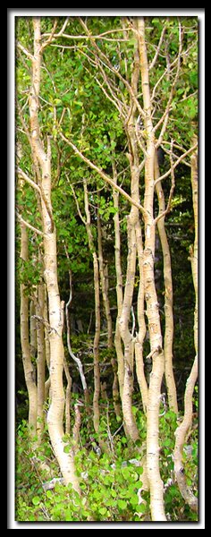 Aspens on Cedar Mountain - Utah State Road 14