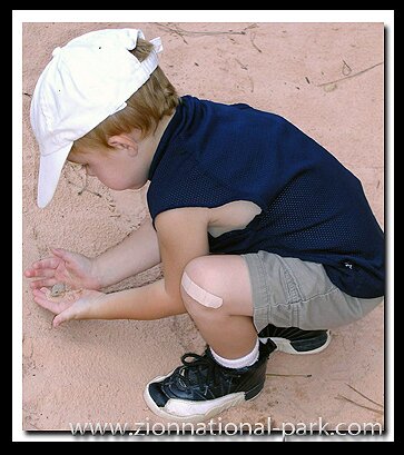 My son found a Canyon Tree Frog