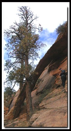 Zion's Two Pines Arch