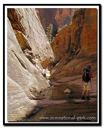 Zion's East Rim Trail