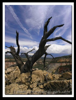 Zion: Top of Checkerboard Mesa