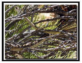 Snake seen along Zion's Mt. Kinesava Trail